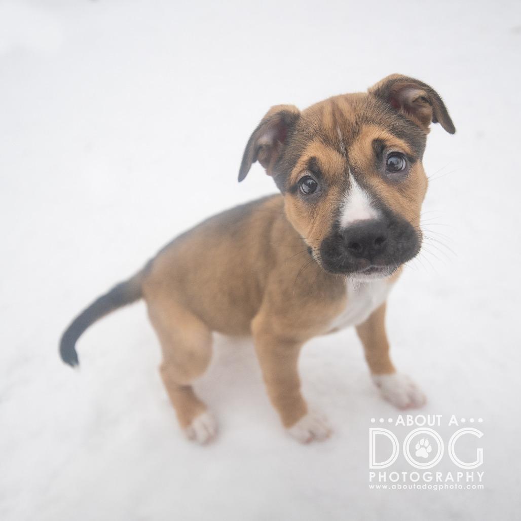 Enlarge Roxy, a Adoptable Mixed Breed in Saint Cloud, MN image 3/4