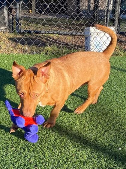 Satina, a Adoptable Mixed Breed in Chesapeake, VA image 2/3