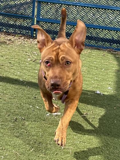 Satina, a Adoptable Mixed Breed in Chesapeake, VA image 3/3