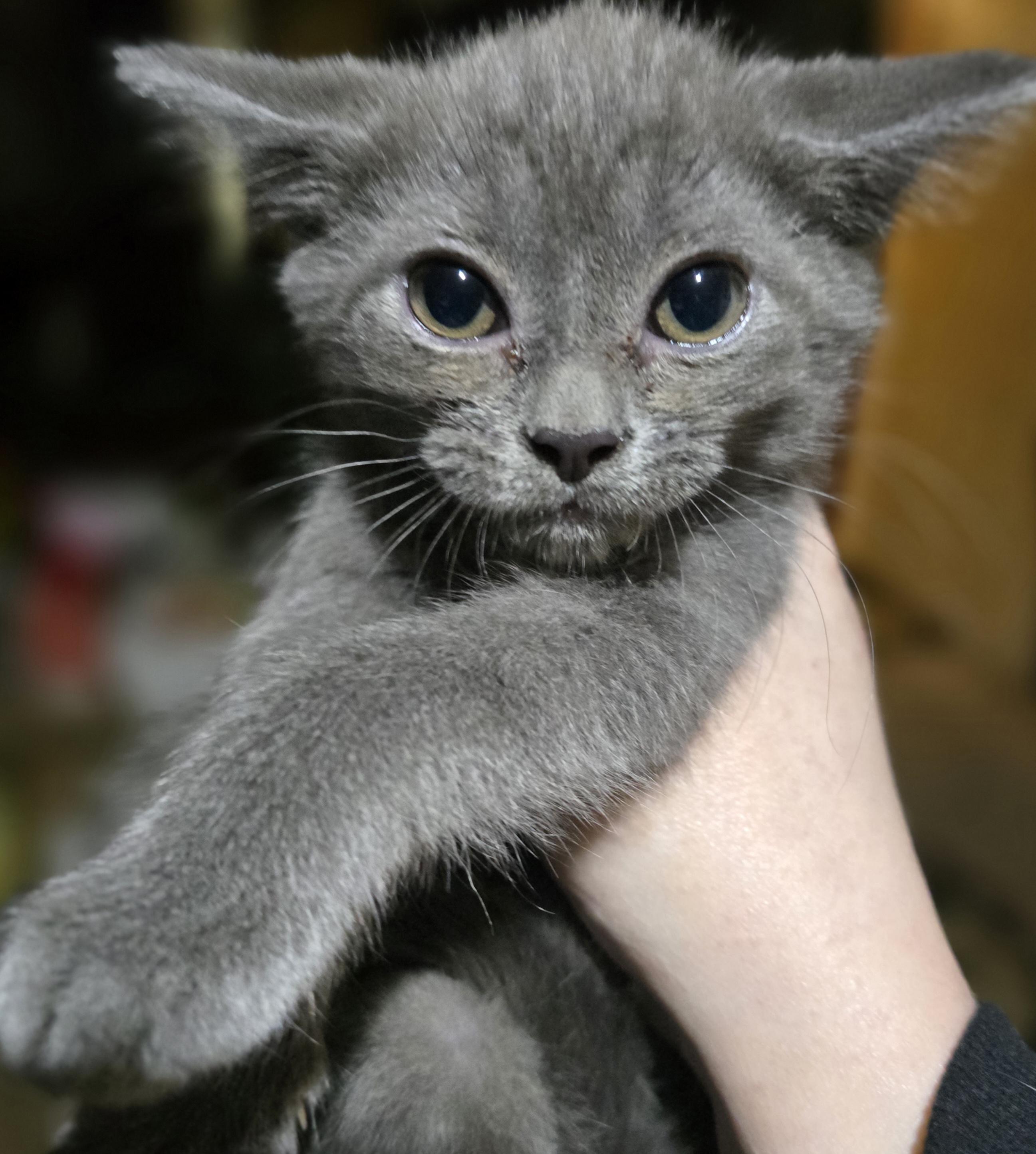 Enlarge Dolce , an adopted Domestic Short Hair in Elizabeth, PA image 1/4