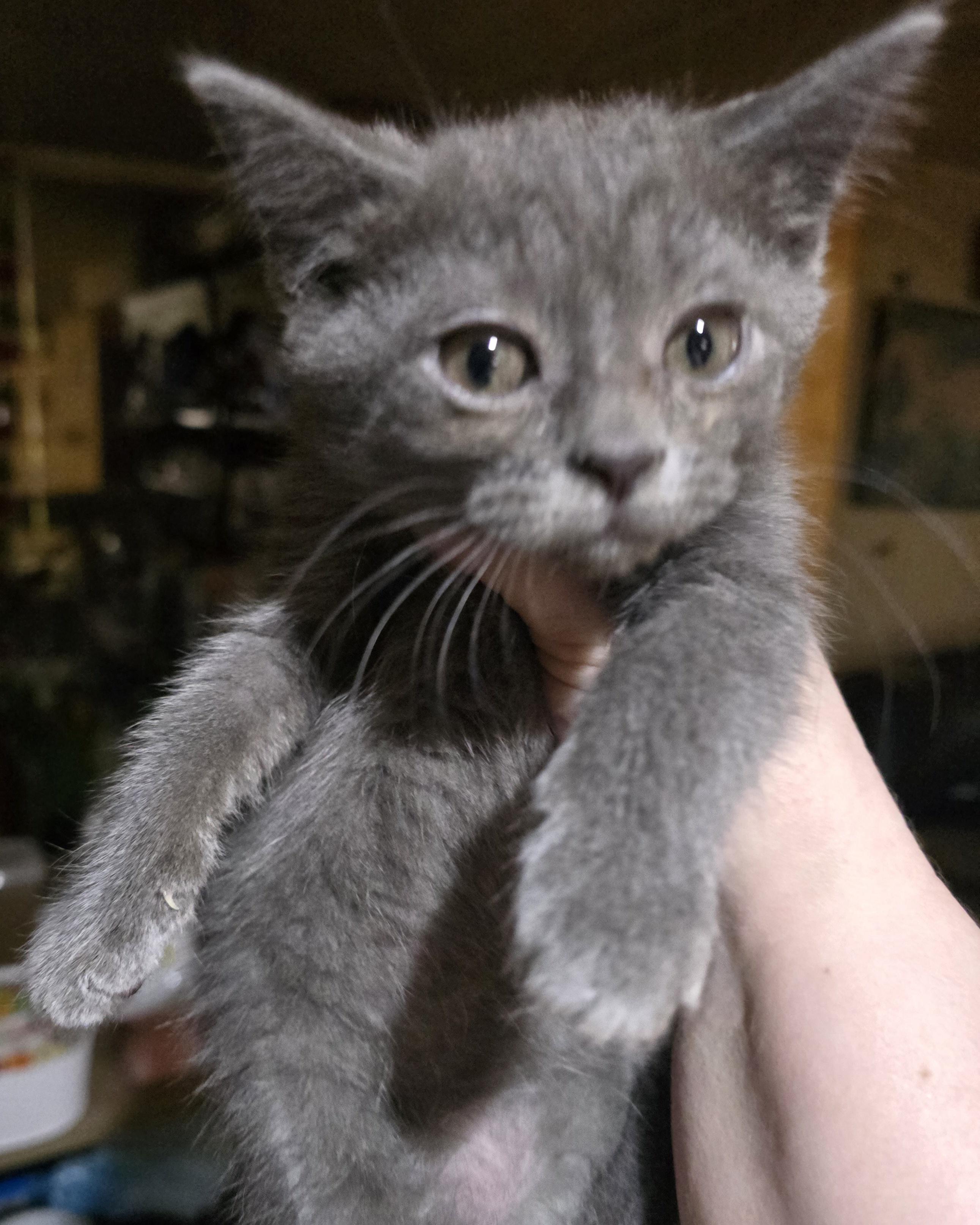 Enlarge Dolce , an adopted Domestic Short Hair in Elizabeth, PA image 3/4