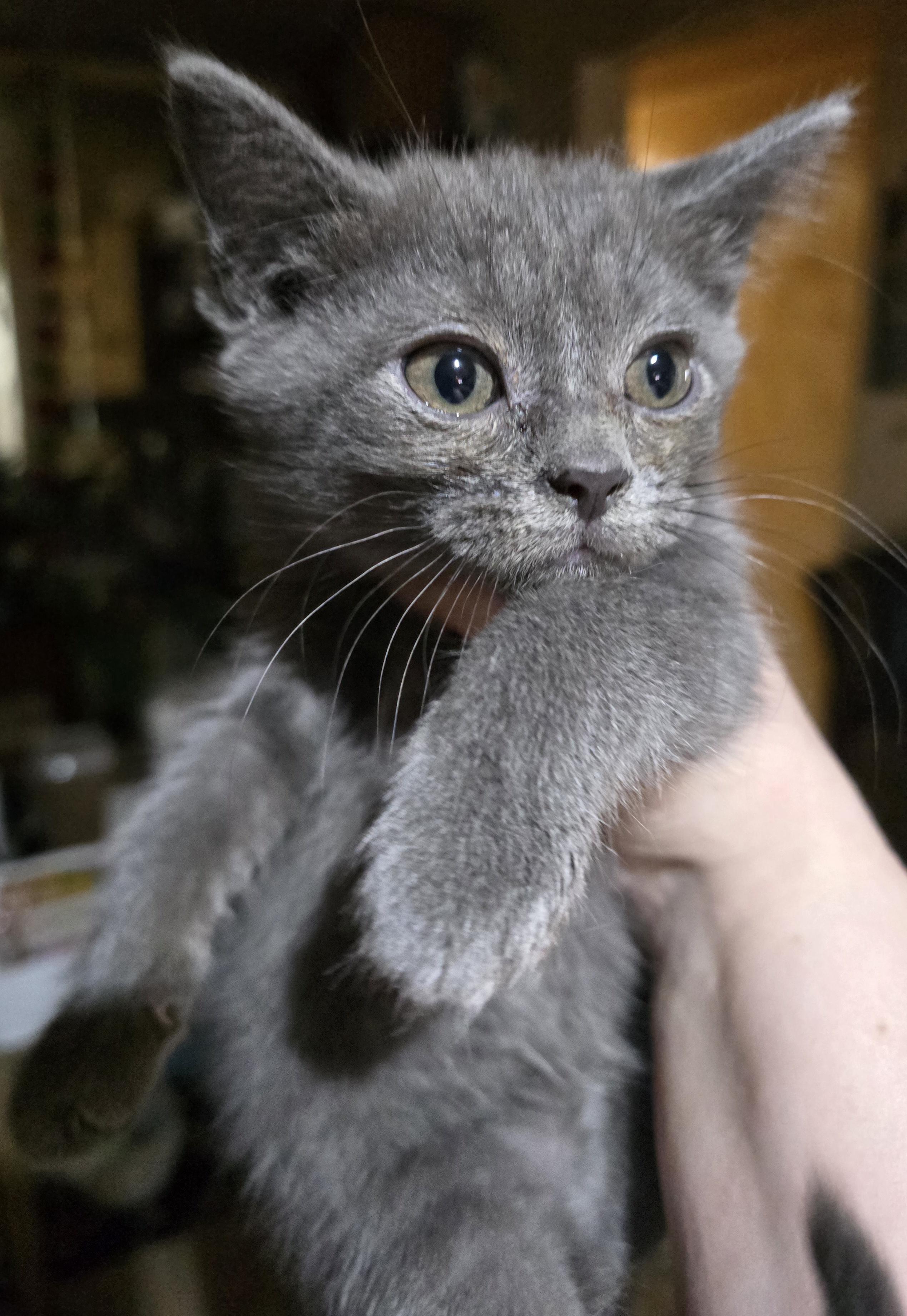 Enlarge Dolce , an adopted Domestic Short Hair in Elizabeth, PA image 4/4