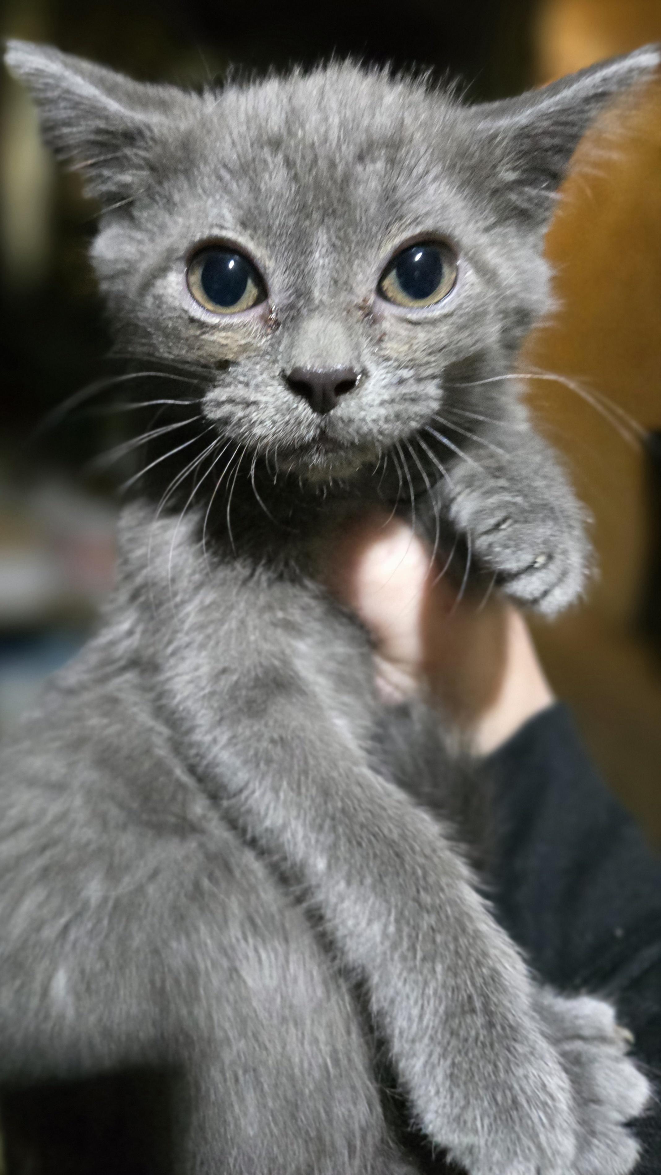 Enlarge Dolce , an adopted Domestic Short Hair in Elizabeth, PA image 2/4