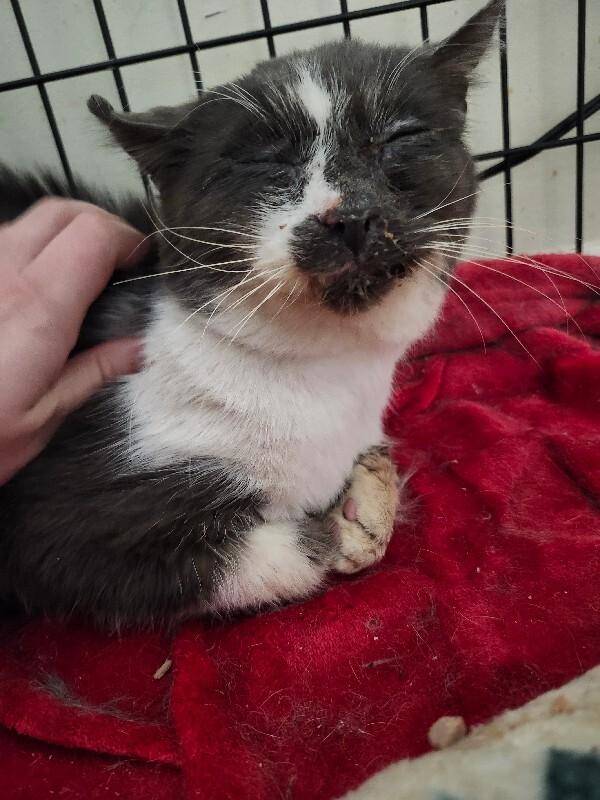 Gunnar — thumbnail 2