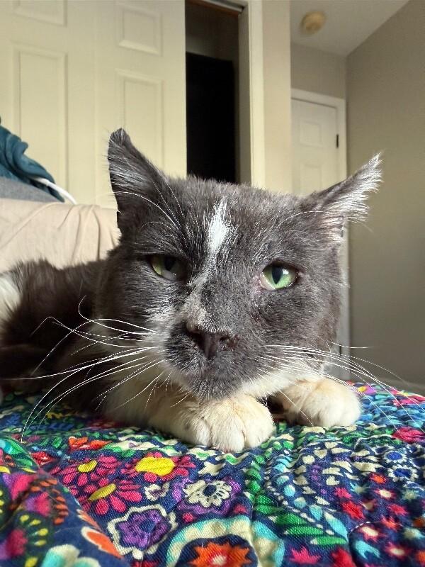Enlarge Gunnar, a Adoptable Domestic Short Hair in Colmar, PA image 1/6