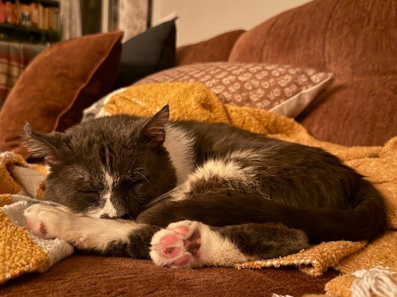 Enlarge Gunnar, a Adoptable Domestic Short Hair in Colmar, PA image 2/6