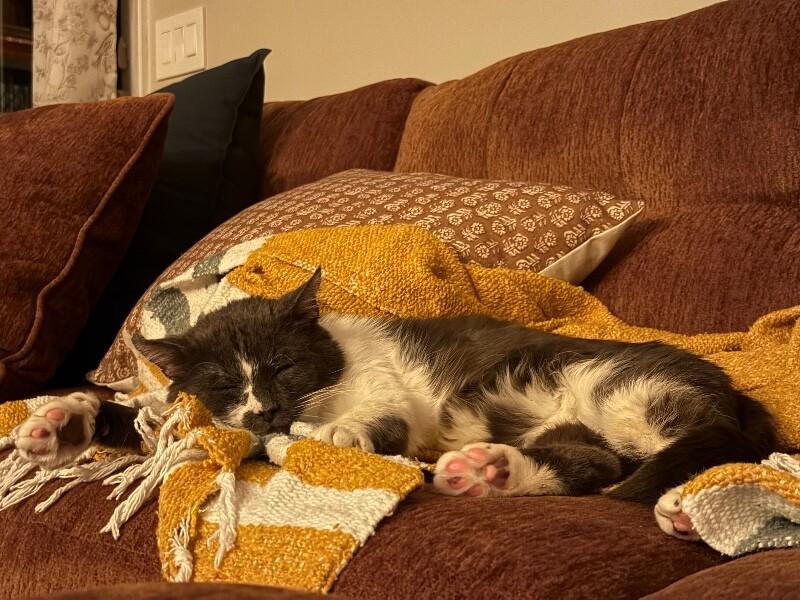 Enlarge Gunnar, a Adoptable Domestic Short Hair in Colmar, PA image 3/6