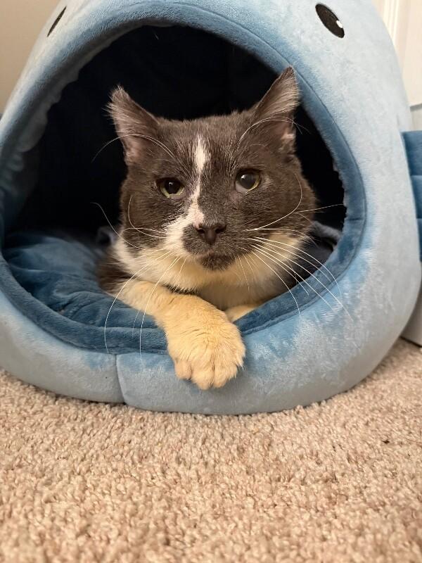 Enlarge Gunnar, a Adoptable Domestic Short Hair in Colmar, PA image 4/6