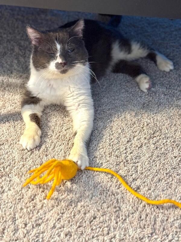 Enlarge Gunnar, a Adoptable Domestic Short Hair in Colmar, PA image 5/6