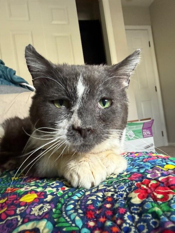 Enlarge Gunnar, a Adoptable Domestic Short Hair in Colmar, PA image 6/6
