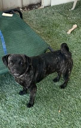 Duffy bonded with Olivier available at Charlie's Little Dog House