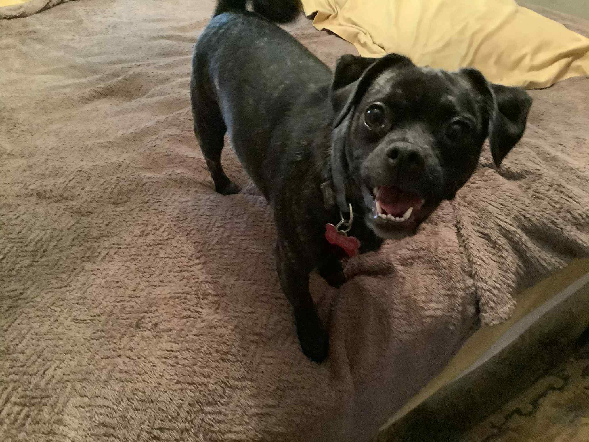 Duffy bonded with Olivier available at Charlie's Little Dog House