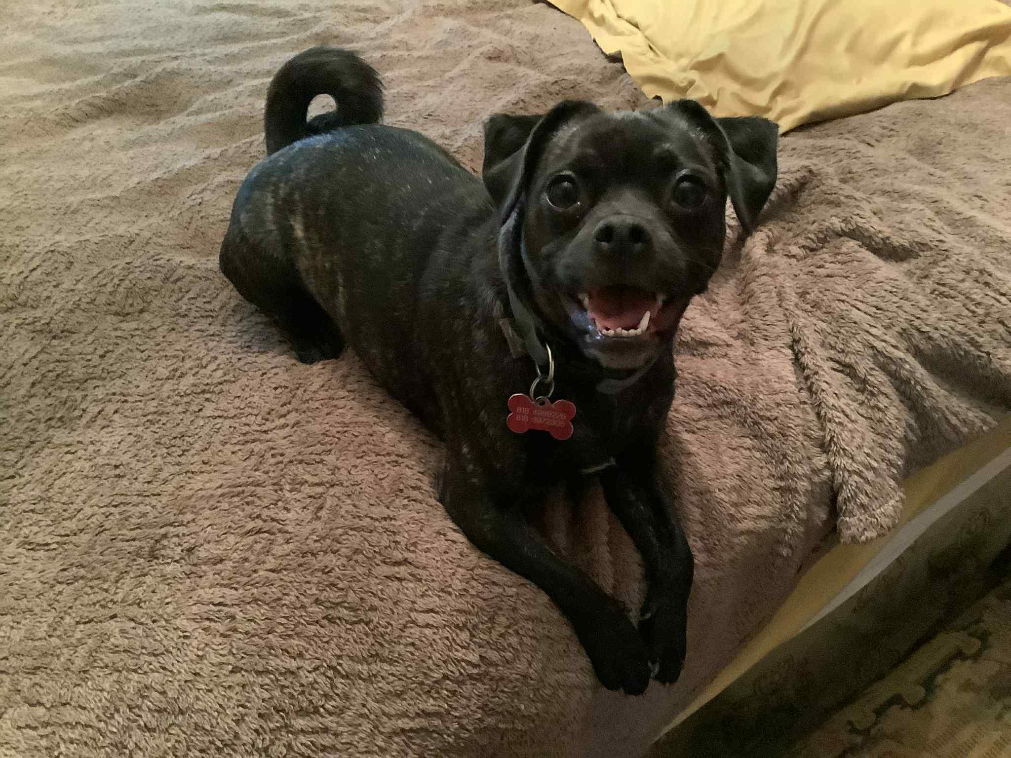 Duffy bonded with Olivier available at Charlie's Little Dog House