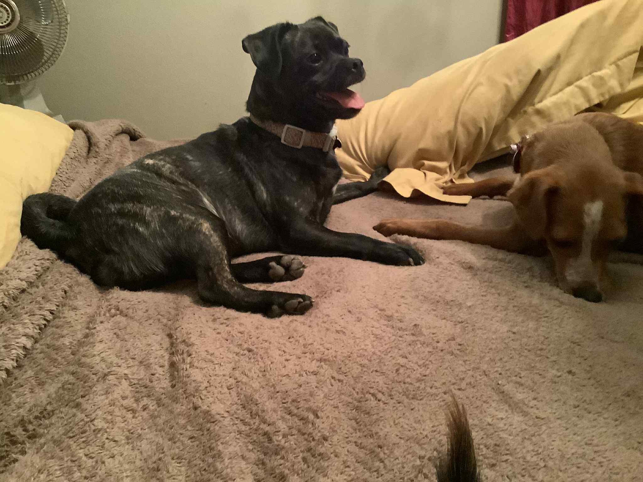 Duffy bonded with Olivier available at Charlie's Little Dog House