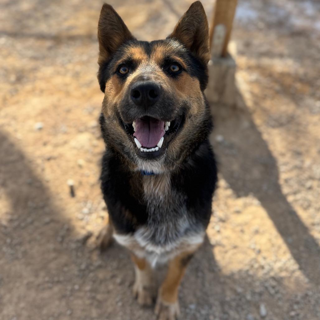 Apollo, a Adoptable German Shepherd Dog in Las Vegas, NV image 1/6