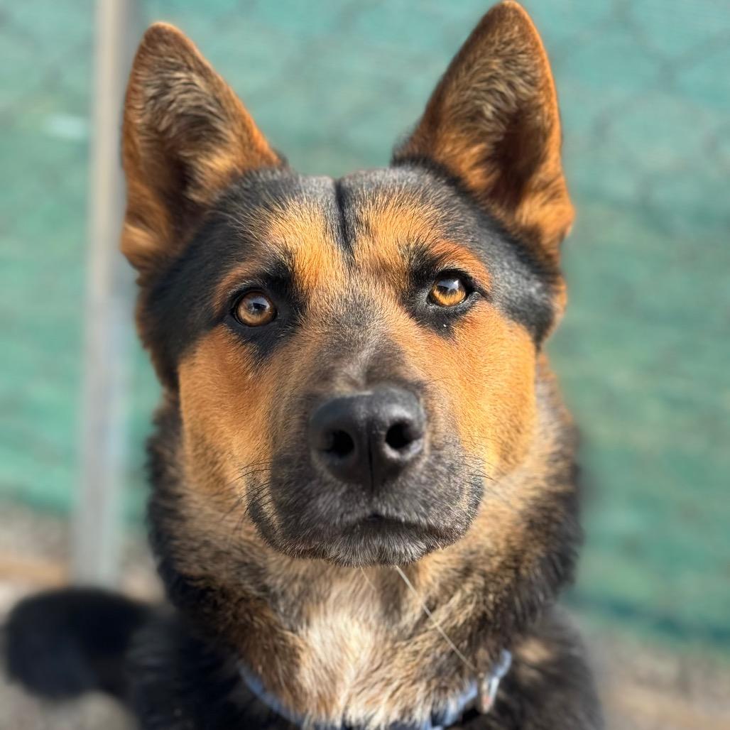 Apollo, a Adoptable German Shepherd Dog in Las Vegas, NV image 2/6