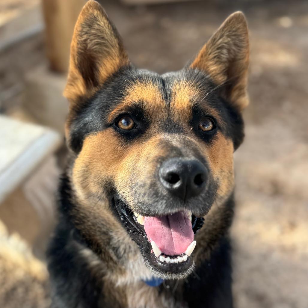 Apollo, a Adoptable German Shepherd Dog in Las Vegas, NV image 3/6