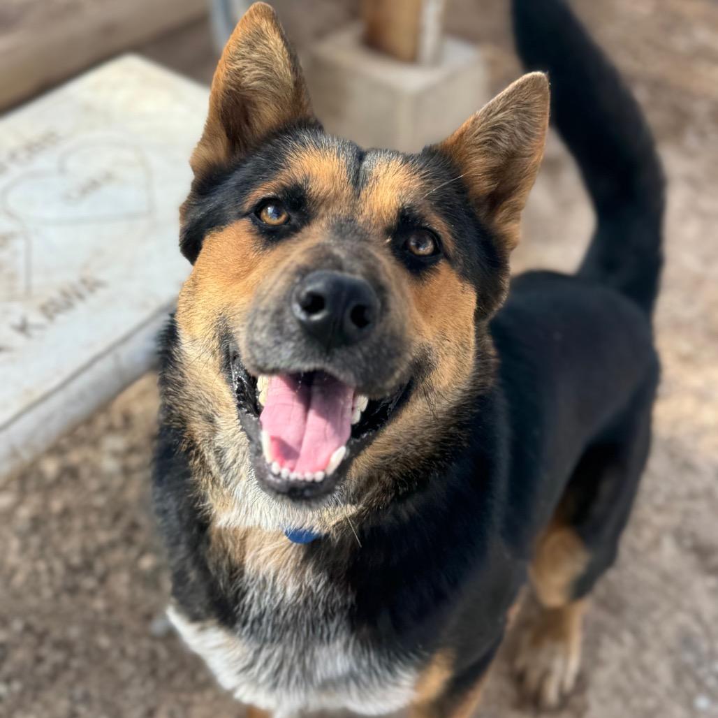 Apollo, a Adoptable German Shepherd Dog in Las Vegas, NV image 4/6