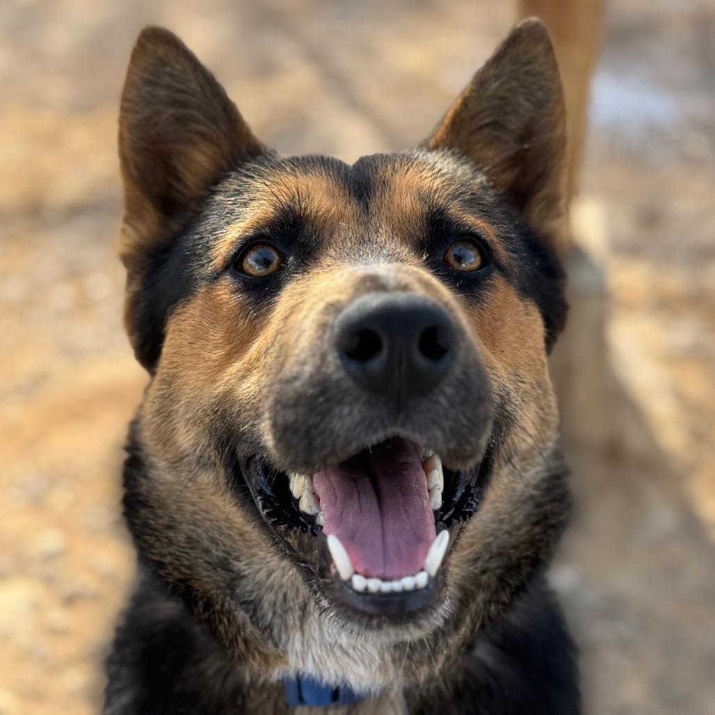 Apollo, a Adoptable German Shepherd Dog in Las Vegas, NV image 5/6