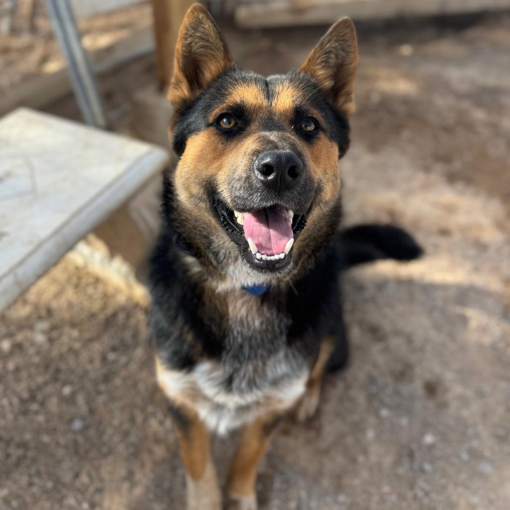 Apollo, a Adoptable German Shepherd Dog in Las Vegas, NV image 6/6