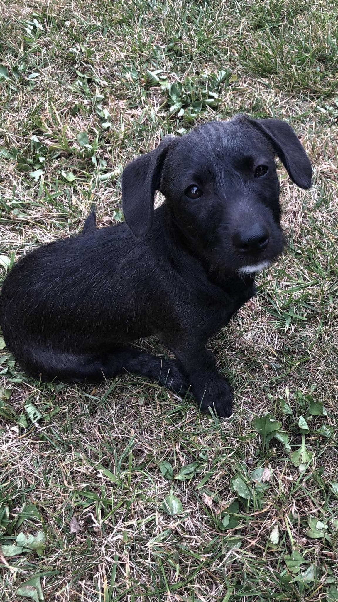 Enlarge Kazz, a Adopted mixed breed in Westminster, MD image 1/1