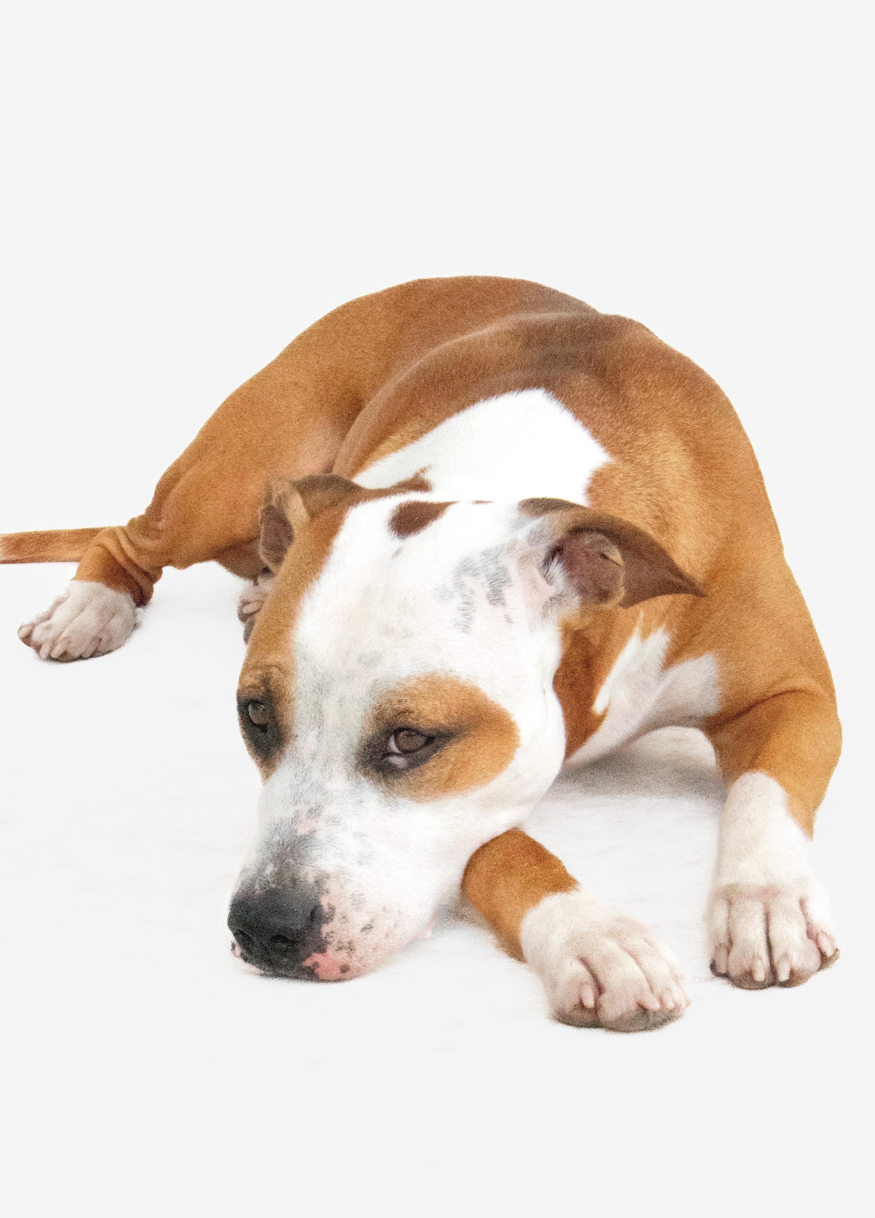 Daisy, ADOPTABLE, Young Female American Bully.