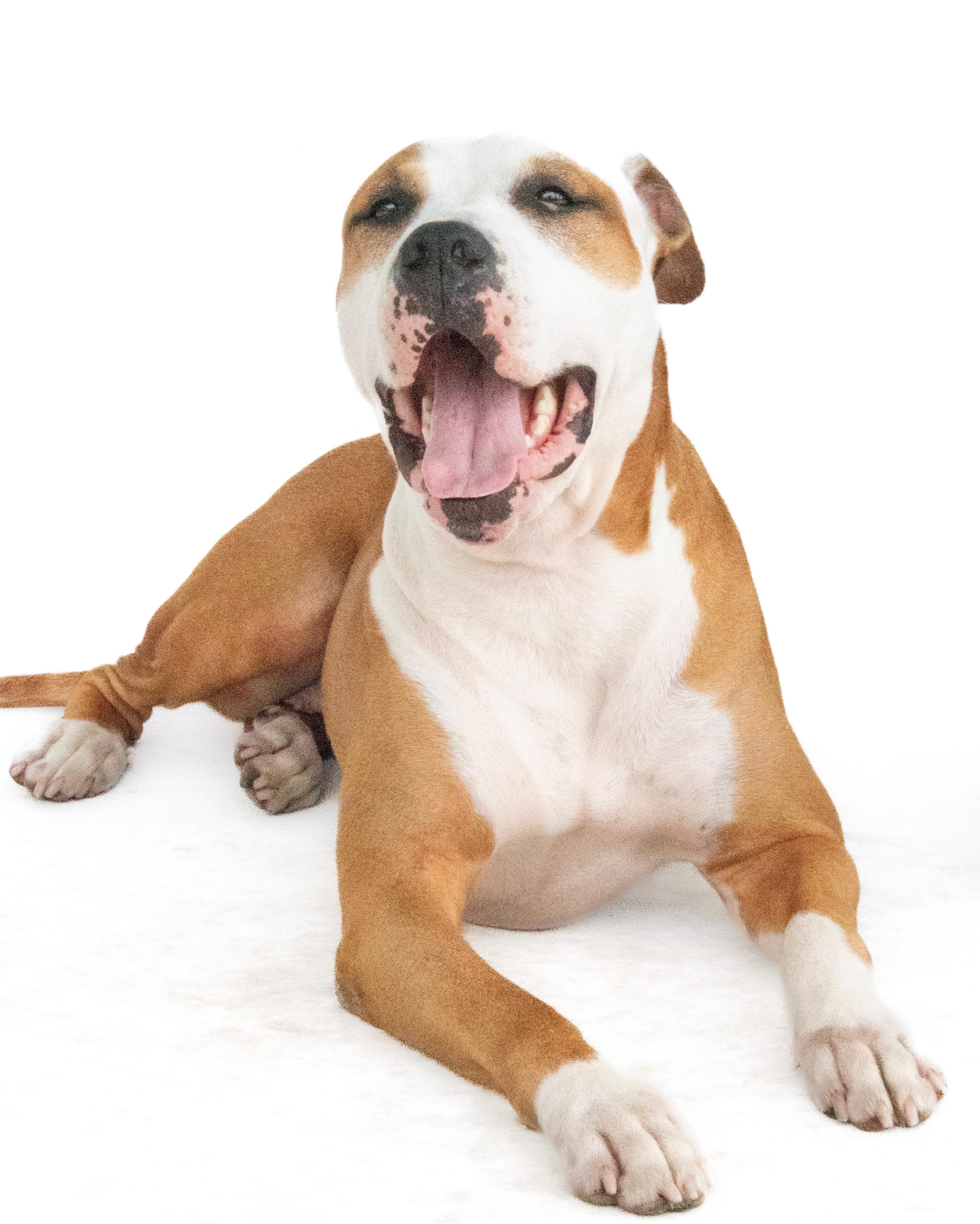 Enlarge Daisy, a ADOPTABLE mixed breed in Orlando, FL image 2/4