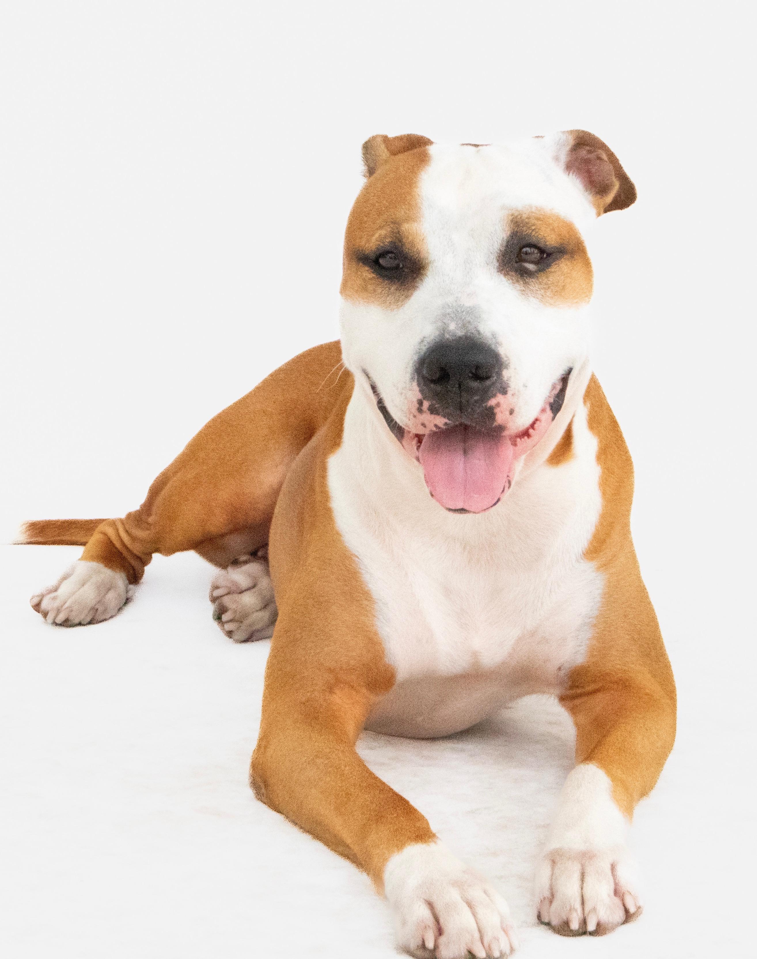 Enlarge Daisy, a ADOPTABLE mixed breed in Orlando, FL image 3/4