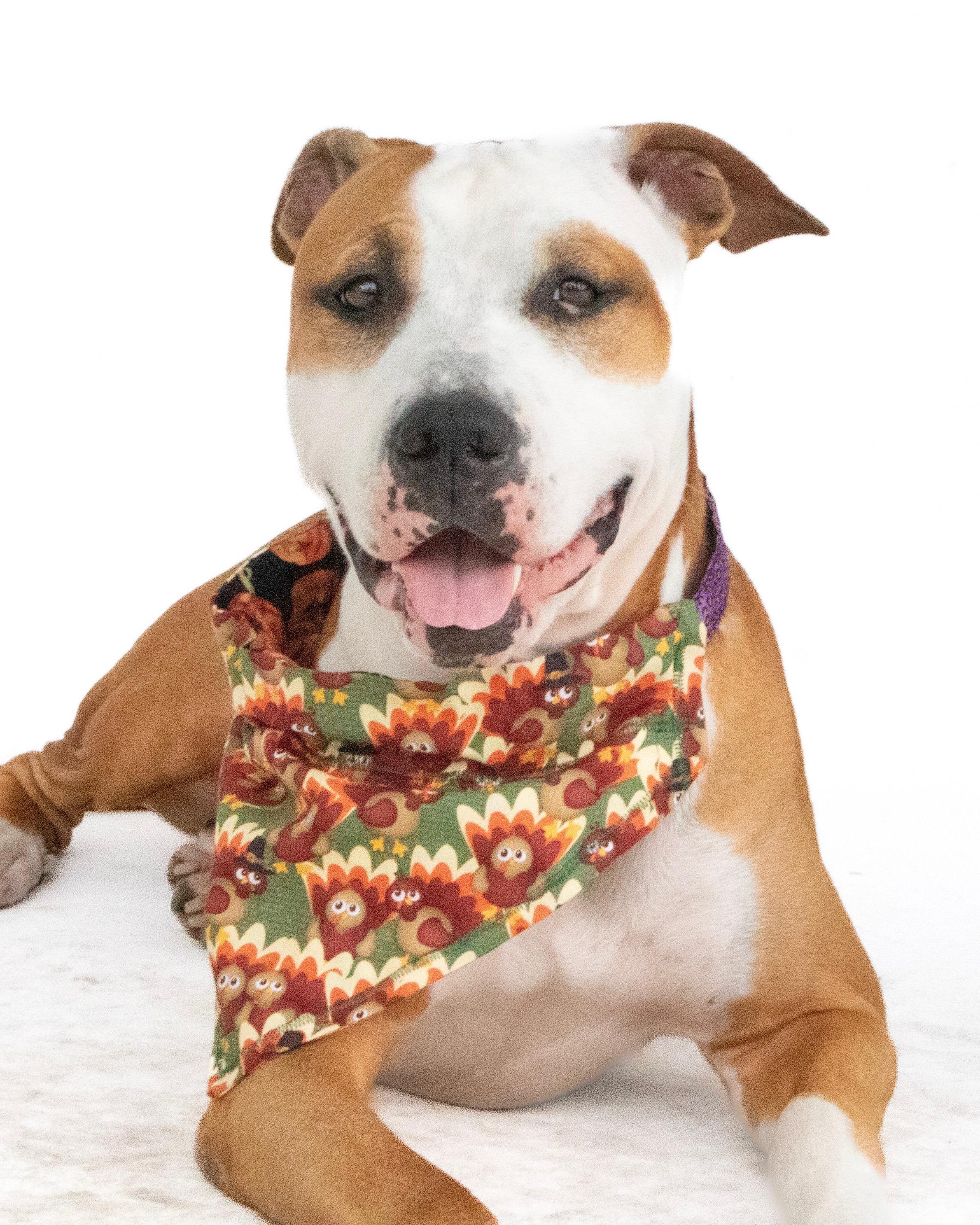 Enlarge Daisy, a ADOPTABLE mixed breed in Orlando, FL image 4/4