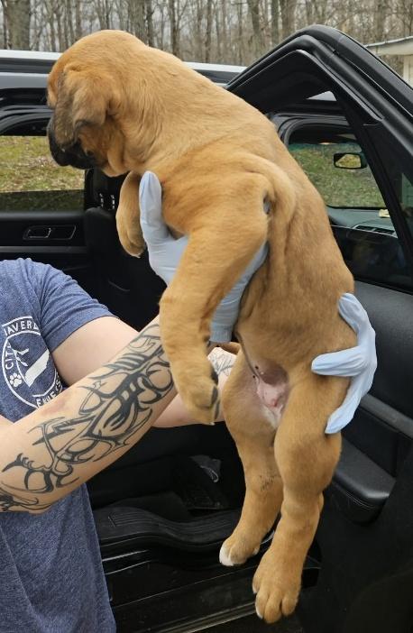 Enlarge ROXY, an adopted Boxer in Waverly, TN image 2/2