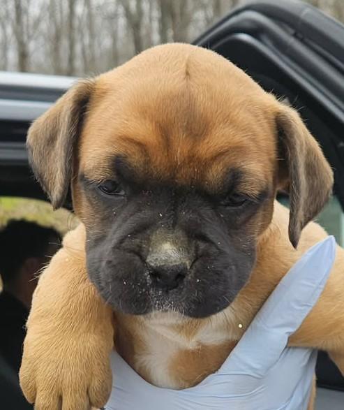 Enlarge ROXY, an adopted Boxer in Waverly, TN image 1/2