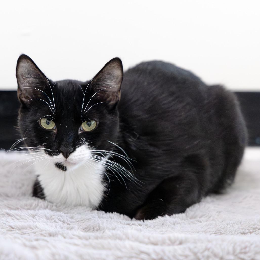 Mr Barrow, Adoptable, Young Male Domestic Short Hair.