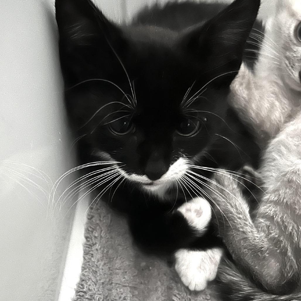 Mr Barrow, Adoptable, Kitten Male Domestic Short Hair.