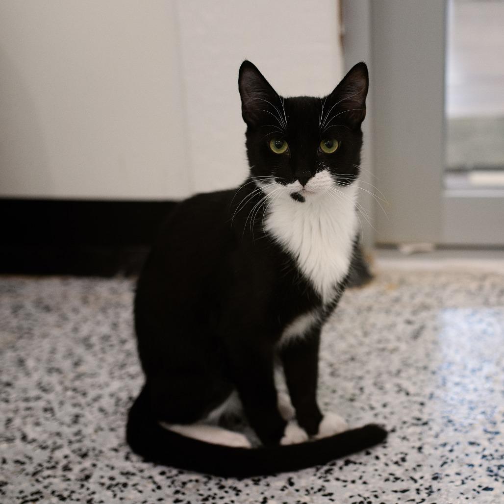Enlarge Mr Barrow, a Adoptable Domestic Short Hair in Chapel Hill, NC image 3/3