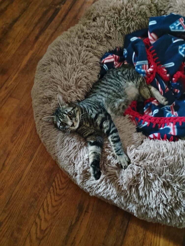 Tav, Adoptable, Young Male Domestic Short Hair.