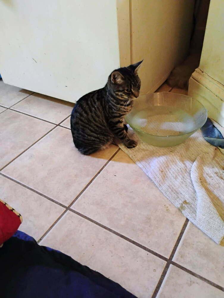 Enlarge Tav, a Adoptable Domestic Short Hair in Kannapolis, NC image 2/4