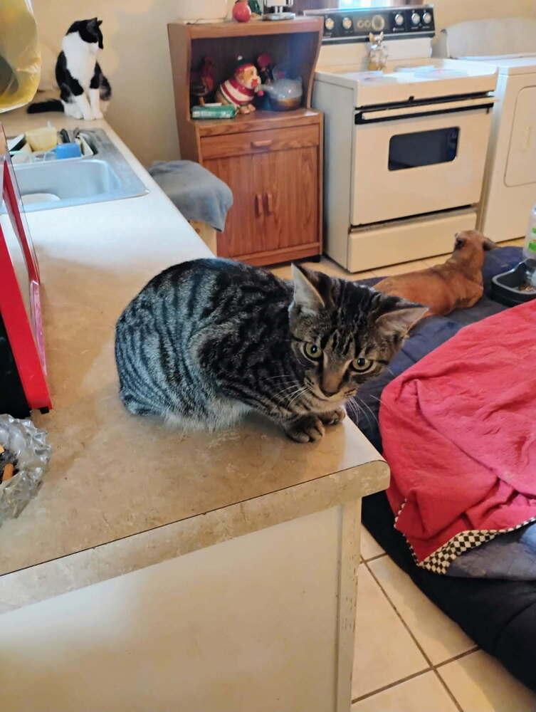 Enlarge Tav, a Adoptable Domestic Short Hair in Kannapolis, NC image 3/4