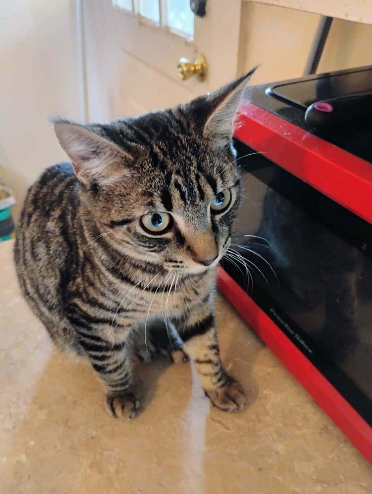 Enlarge Tav, a Adoptable Domestic Short Hair in Kannapolis, NC image 5/6