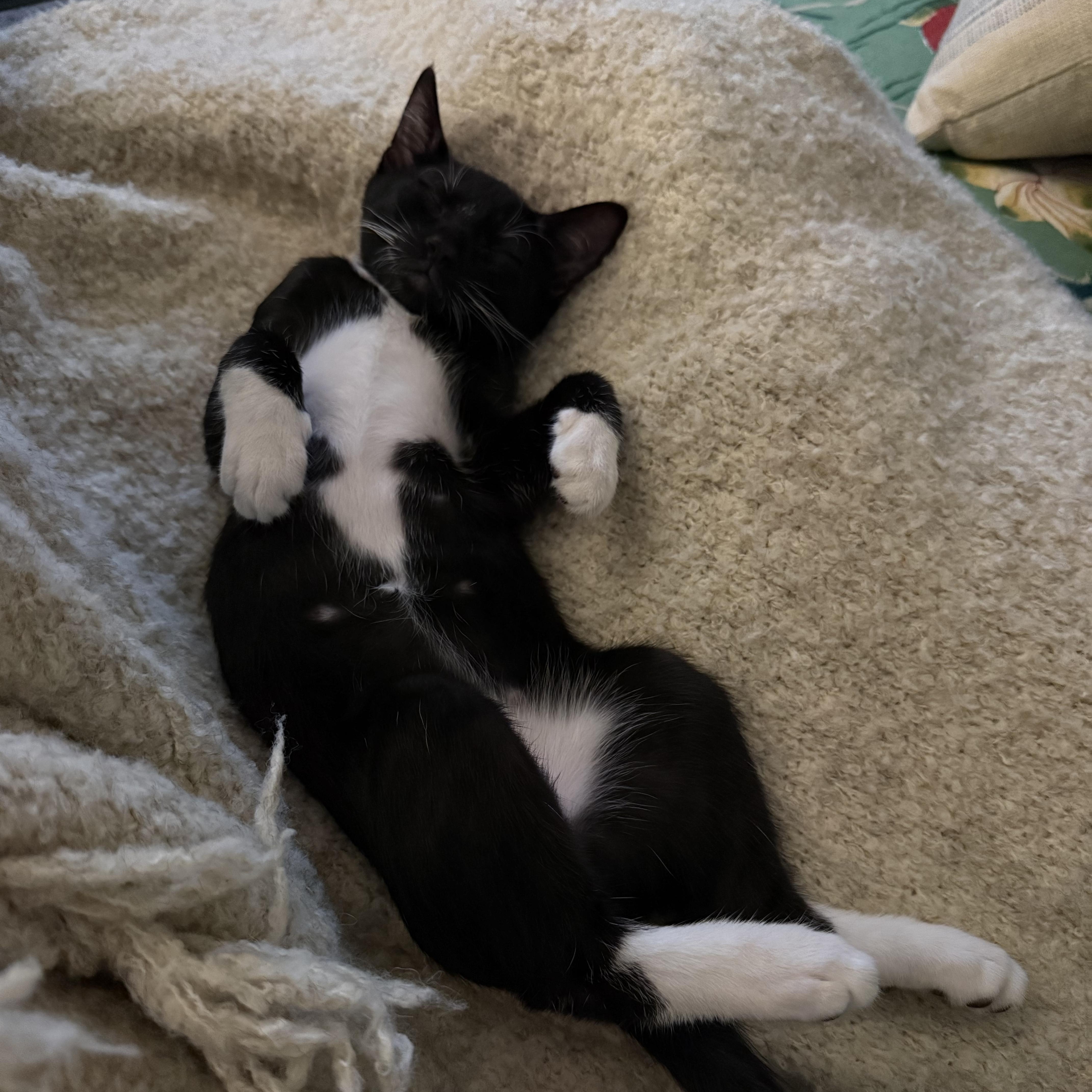 Enlarge Leroy Brown (4 months), a ADOPTABLE Domestic Short Hair in Federal way, WA image 4/5