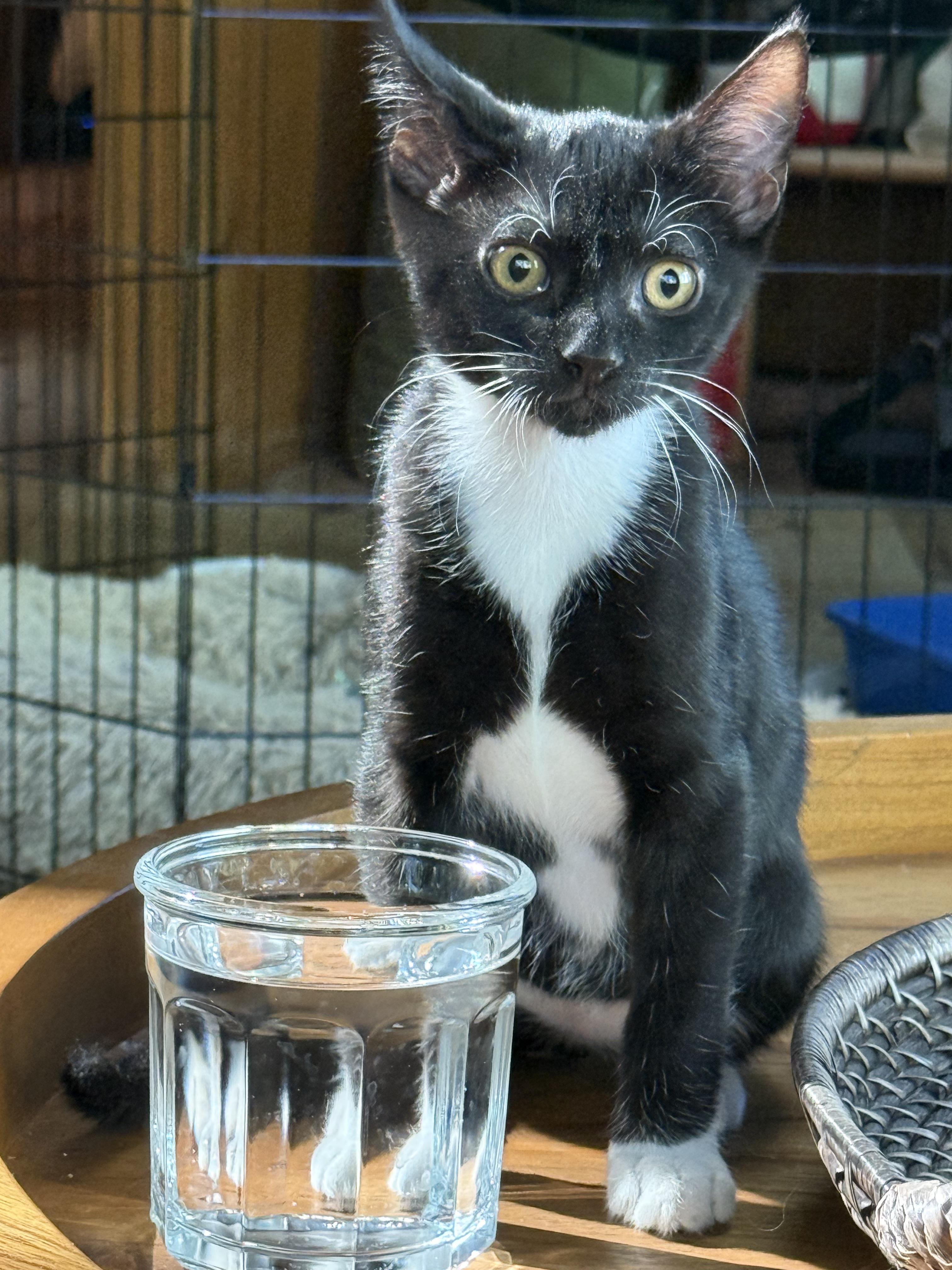 Enlarge Leroy Brown (4 months), a ADOPTABLE Domestic Short Hair in Federal way, WA image 3/5