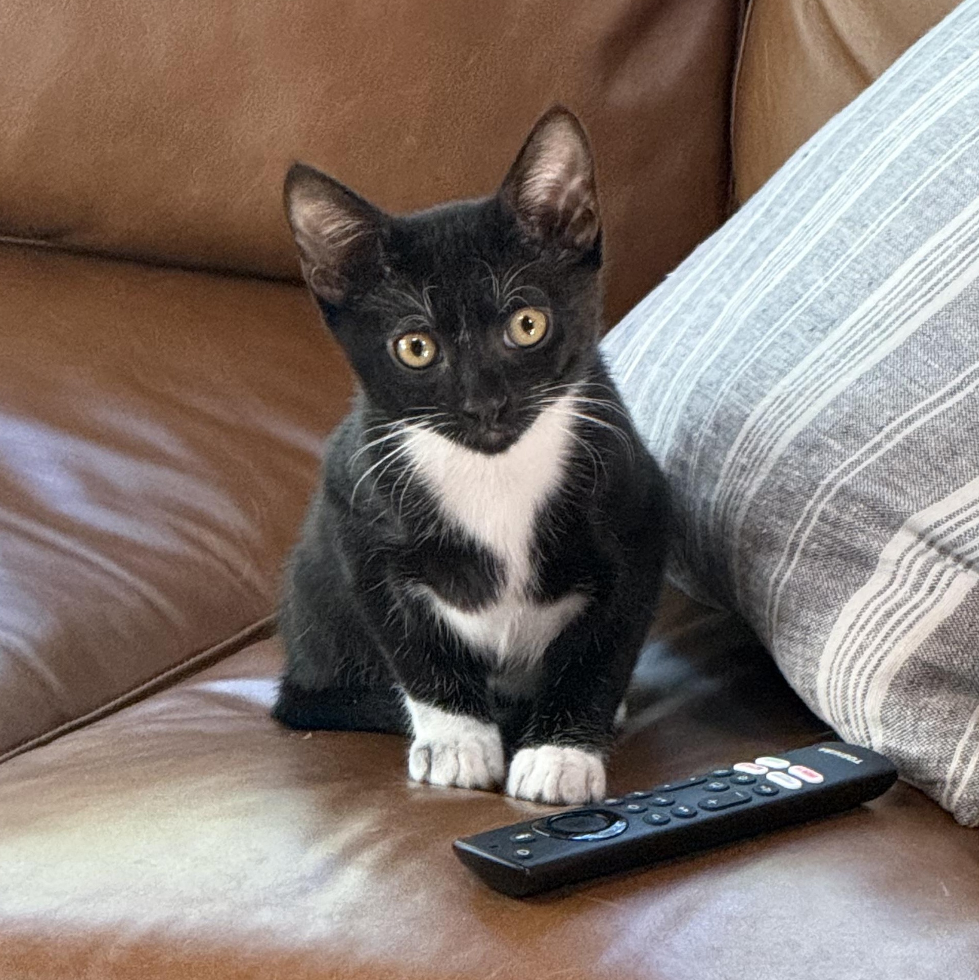 Enlarge Leroy Brown (4 months), a ADOPTABLE Domestic Short Hair in Federal way, WA image 1/5