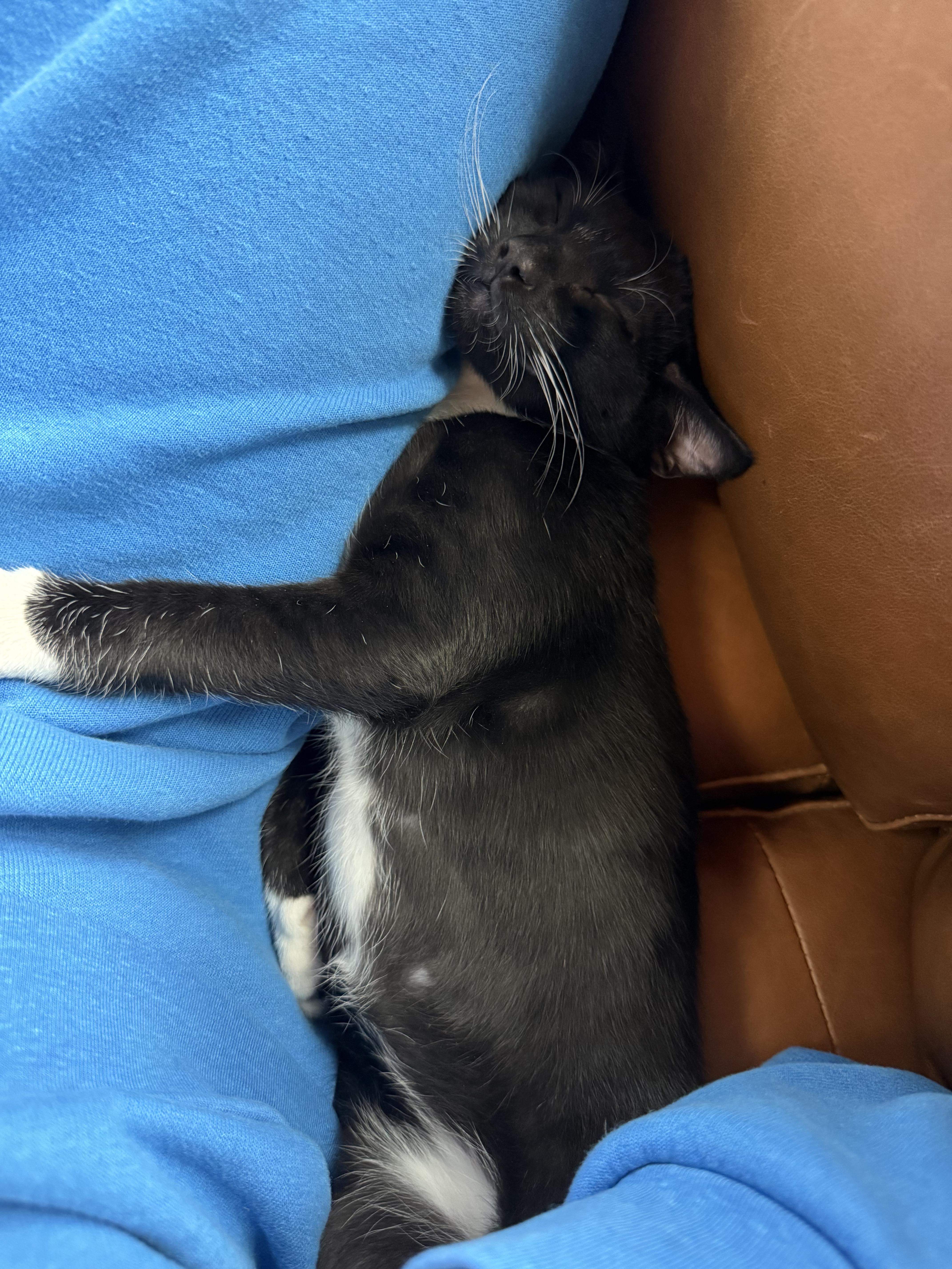 Enlarge Leroy Brown (4 months), a ADOPTABLE Domestic Short Hair in Federal way, WA image 5/5