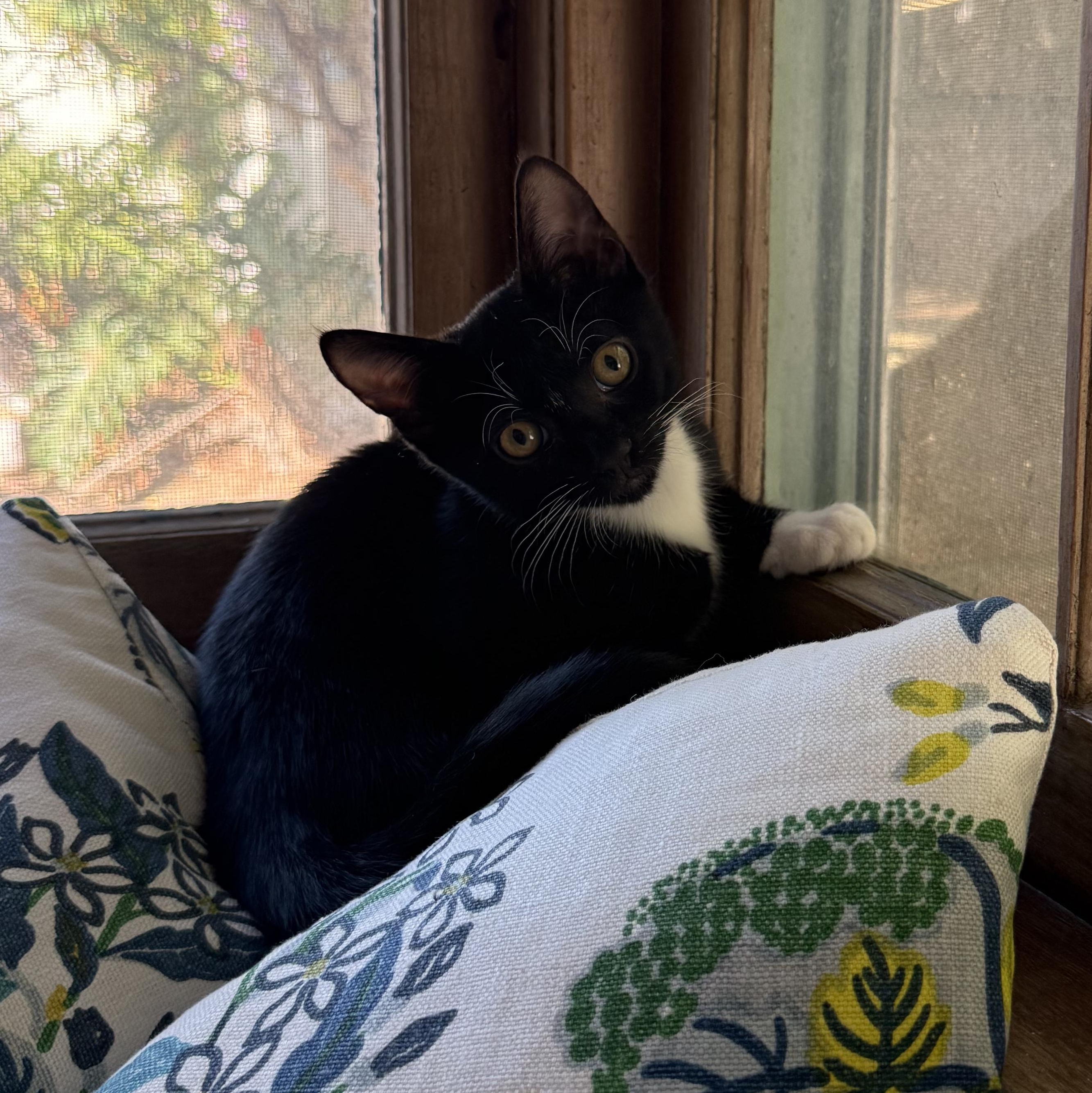 Enlarge Leroy Brown (4 months), a ADOPTABLE Domestic Short Hair in Federal way, WA image 2/5