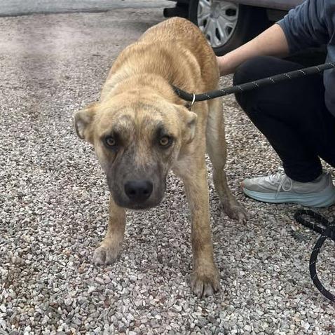 Tayler, Adoptable, Young Female Terrier & Mixed Breed.