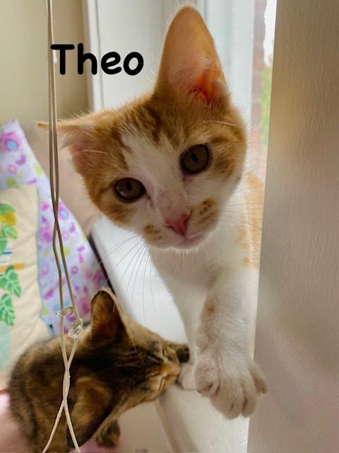 Theo, Adopted, Kitten Male Domestic Short Hair.