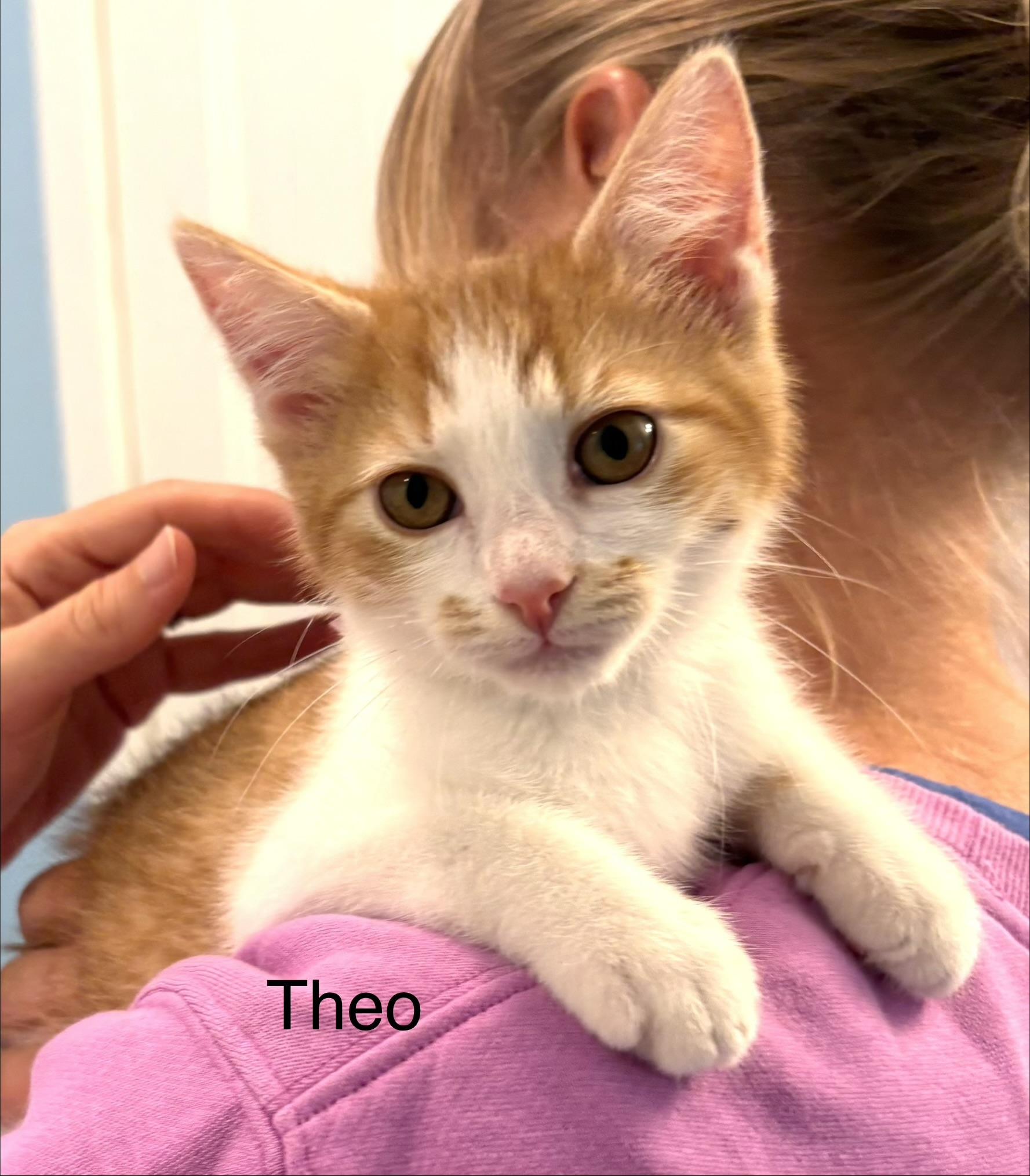 Enlarge Theo, a Adoptable mixed breed in Annapolis, MD image 2/2