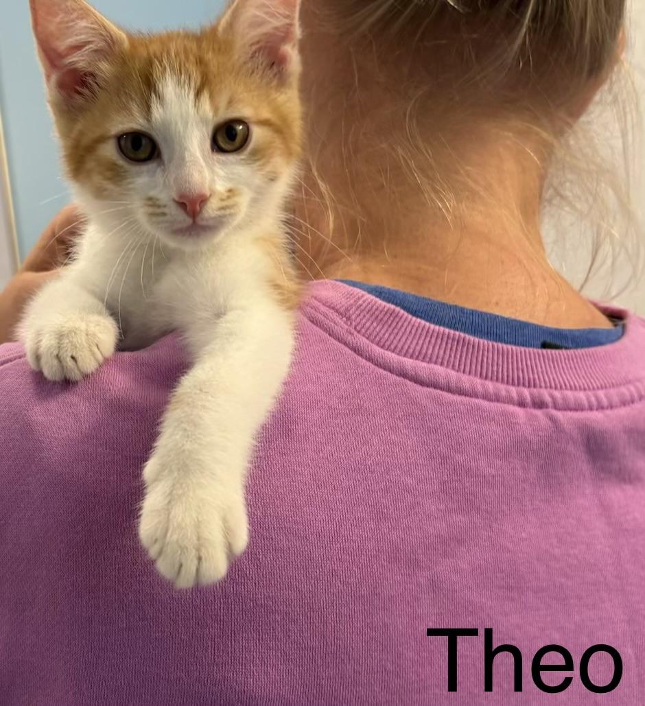 Theo, Adoptable, Kitten Male Domestic Short Hair.