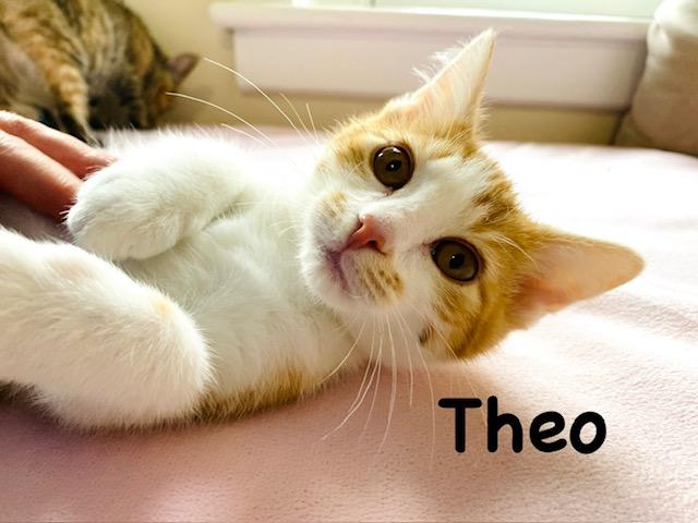 Enlarge Theo, a Adopted mixed breed in Annapolis, MD image 4/4