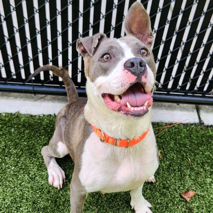 Miracle, Adoptable, Adult Female Mixed Breed.