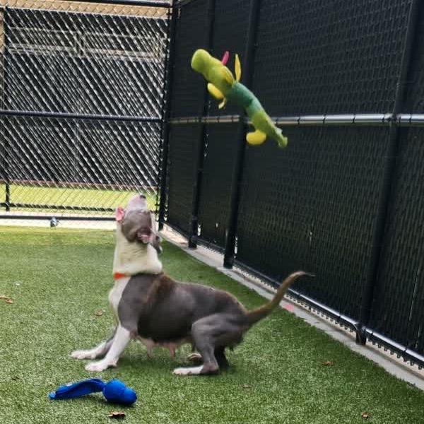 Miracle, a Adoptable Mixed Breed in Greensboro, NC image 2/5